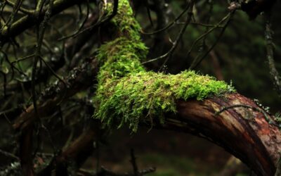 Preserve moss, stop ripping.